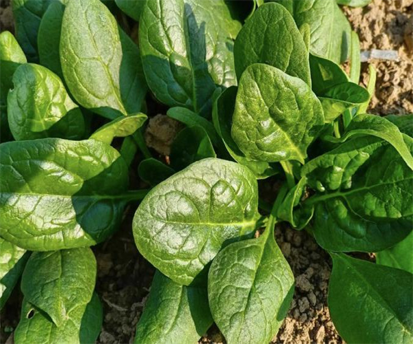 菠菜重金属限量检测 菠菜微生物检验机构