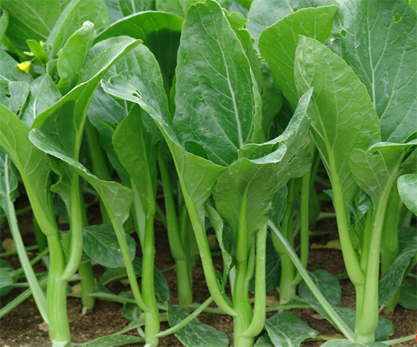 菜心水分含量检测 菜心硬度检测中心