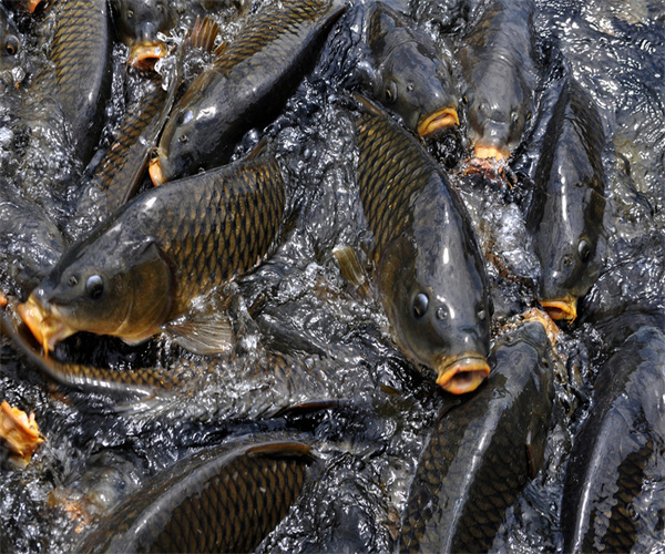 鲤鱼氯霉素检测 鲤鱼重金属污染检测多少钱