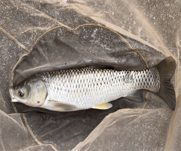 草鱼孔雀石绿检测 草鱼重金属污染检测单位