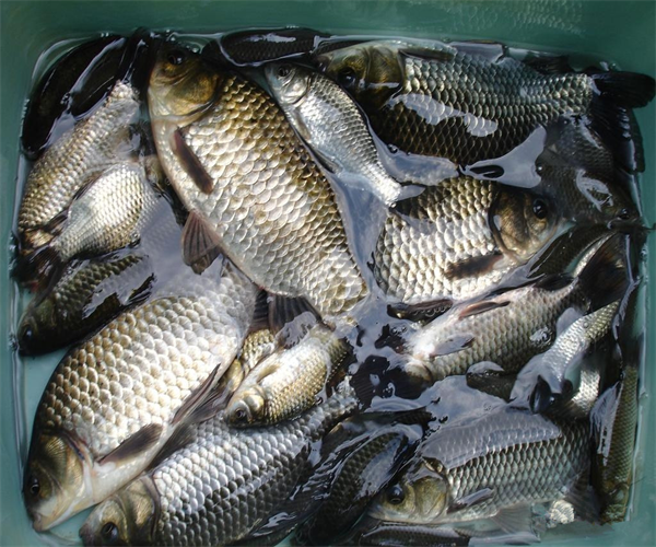 鲫鱼氯霉素检测中心 鲫鱼兽药残留检测多少钱