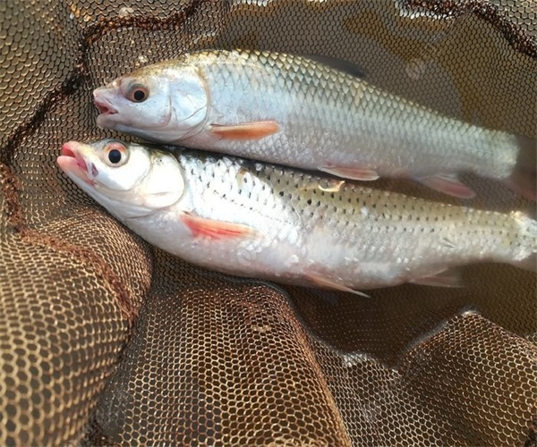 鲮鱼孔雀石绿检测 鲮鱼抗生素检测多少钱