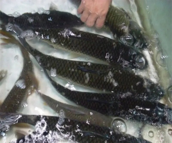 青鱼孔雀石绿检测 青鱼重金属检测多少钱