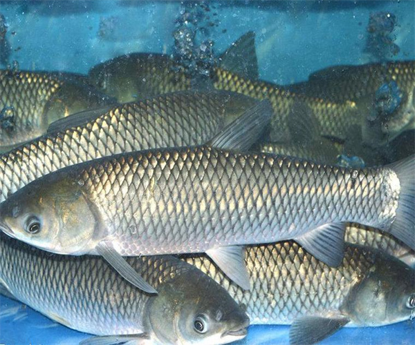 淡水鱼重金属检测 淡水鱼农药残留检测多少钱