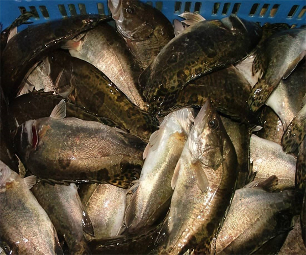 鳜鱼氯霉素检测 鳜鱼兽药残留检测单位