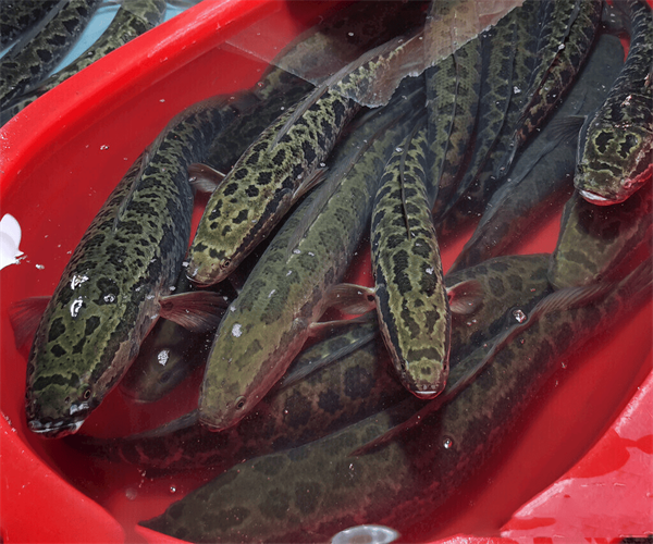 黑鱼氯霉素含量检测 黑鱼兽药残留检测多少钱