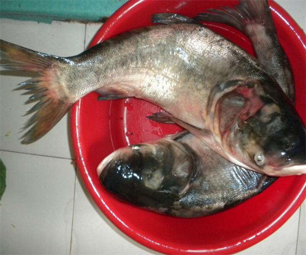 鲢鱼兽药残留检测 鲢鱼氯霉素检测多少钱