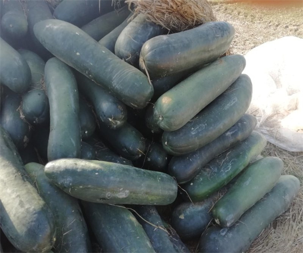 冬瓜营养成分分析 冬瓜维生素C检测机构