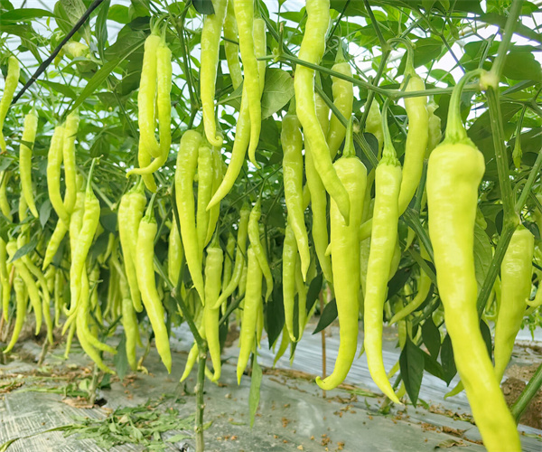 辣椒灰分含量检测 辣椒酸度检测多少钱