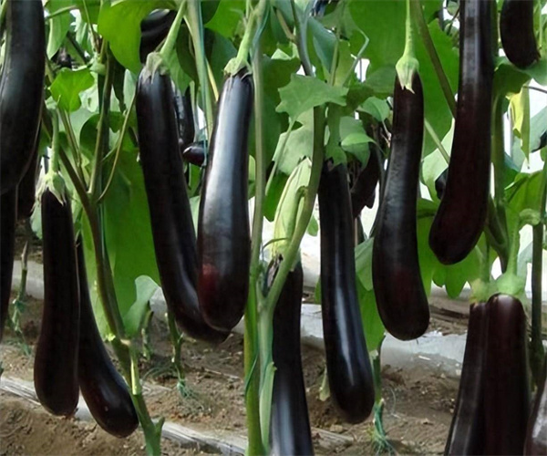 茄子重金属限量检测 茄子真菌毒素检测中心