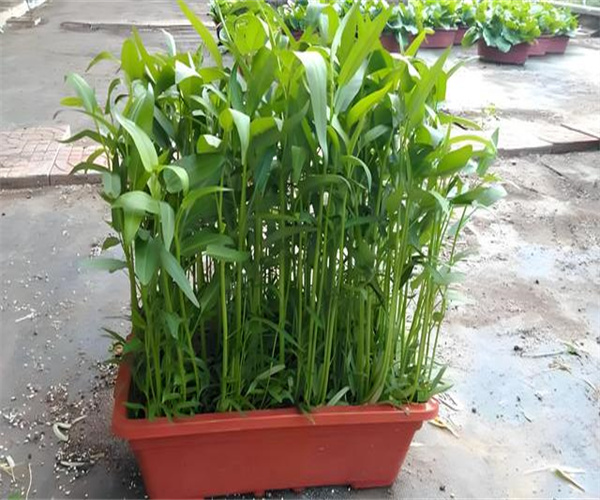 空心菜重金属检测 空心菜微量元素检测多少钱