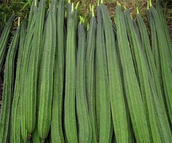 丝瓜重金属含量检测 丝瓜微量元素检测去哪里做