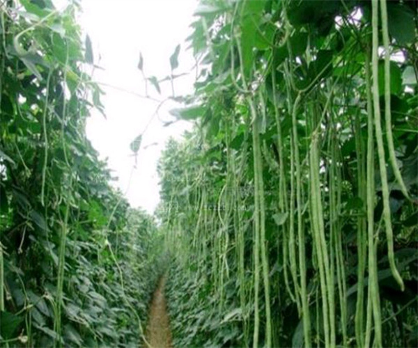 长豆角重金属污染检测 长豆角微量元素分析