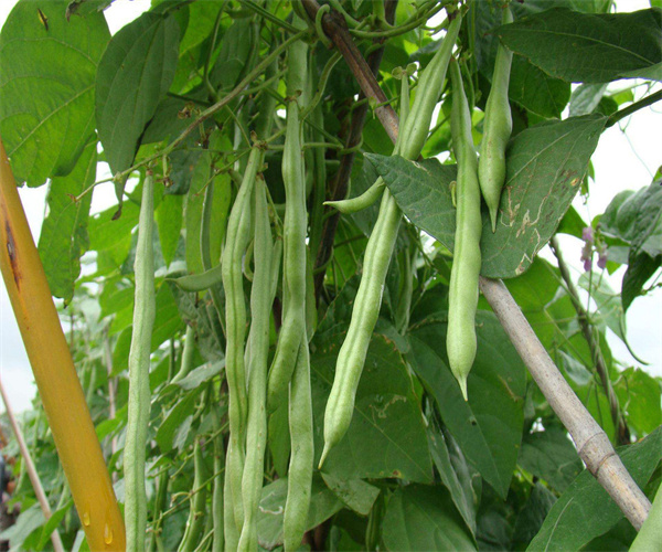 四季豆重金属含量检测 四季豆微量元素分析单位