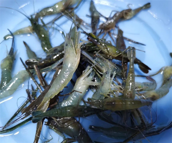 河虾孔雀石绿检测 河虾磺胺类检测多少钱