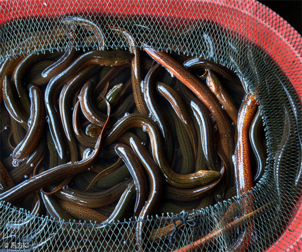 黄鳝违禁药物检测 黄鳝氯霉素检测机构