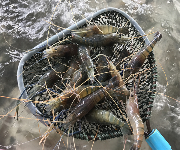 淡水虾孔雀石绿检测 淡水虾磺胺类检测单位