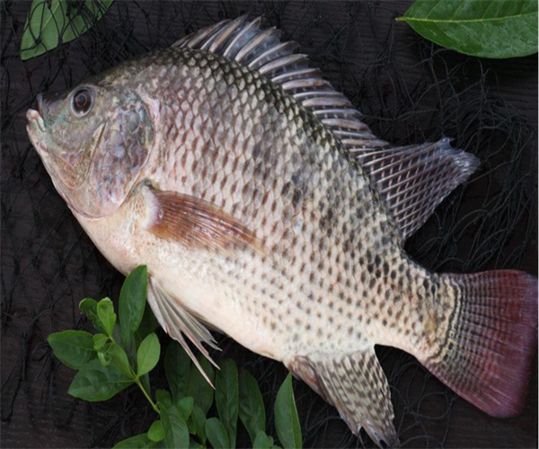 罗非鱼兽药残留检测 罗非鱼抗生素检测多少钱