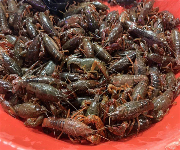 小龙虾兽药残留检测 小龙虾孔雀石绿检测中心