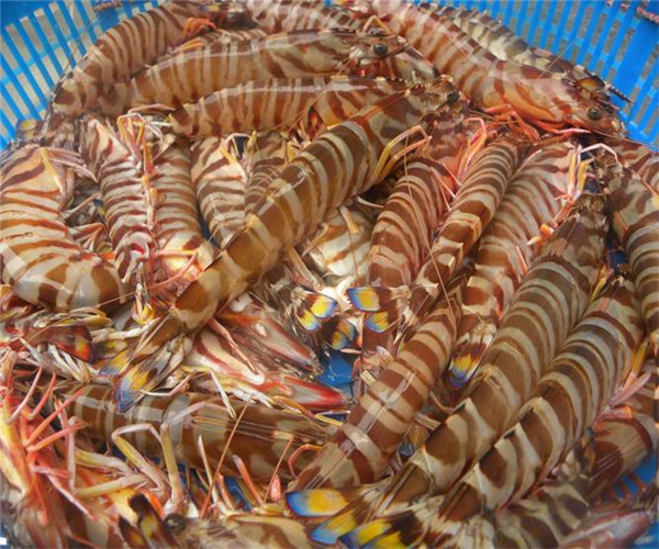 九节虾重金属检测 九节虾微生物限量检验中心