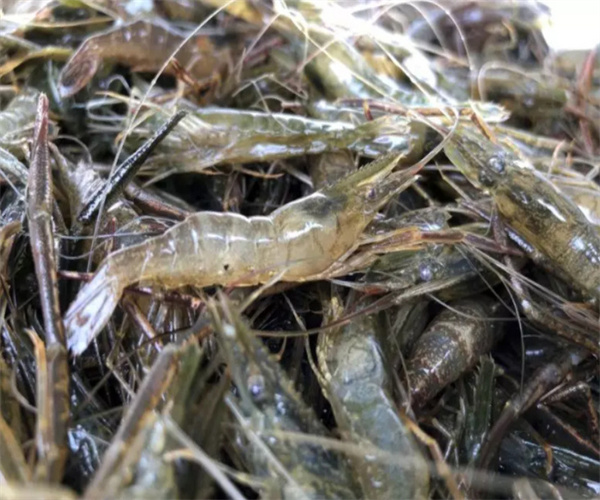 青虾磺胺类检测 青虾抗生素总量检测中心