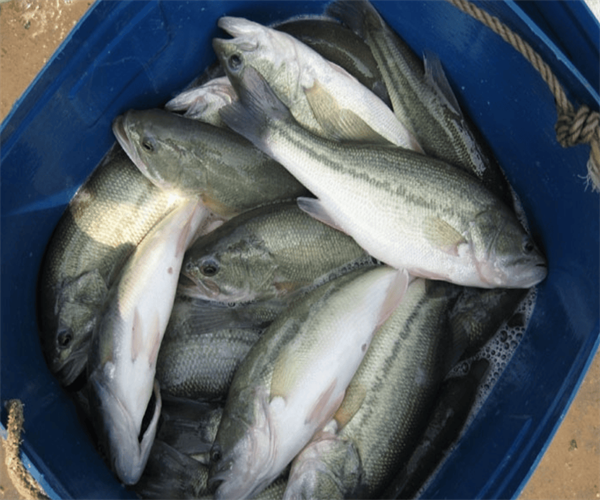 鲈鱼重金属污染检测 鲈鱼氯霉素检测单位