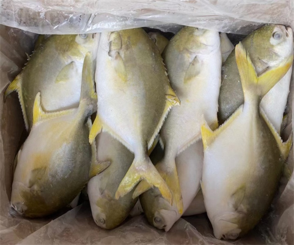 鲳鱼氯霉素检测 鲳鱼磺胺类检测多少钱