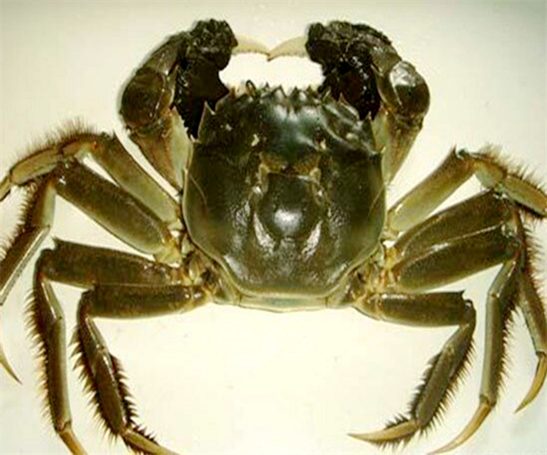 毛蟹氯霉素检测 毛蟹重金属检测去哪里做