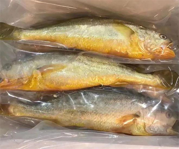 大黄鱼孔雀石绿检测 大黄鱼氯霉素检测多少钱