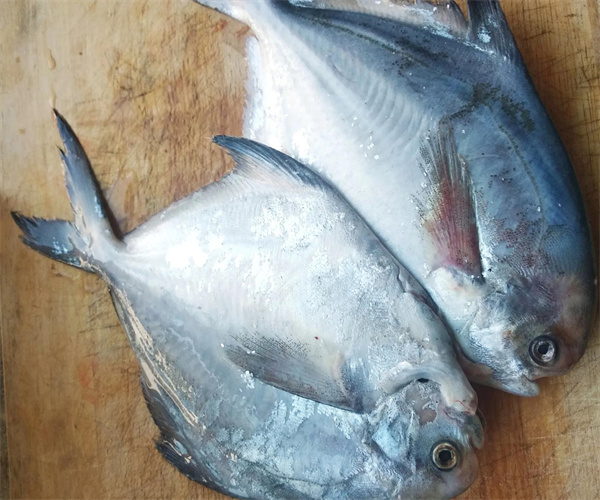 海鱼重金属含量检测 海鱼微生物检测中心