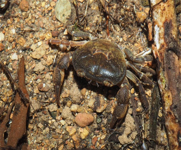 淡水蟹兽药残留检测 淡水蟹孔雀石绿检测多少钱