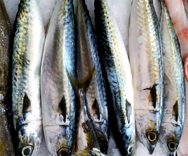 马鲛鱼氯霉素检测 马鲛鱼重金属检测去哪里做