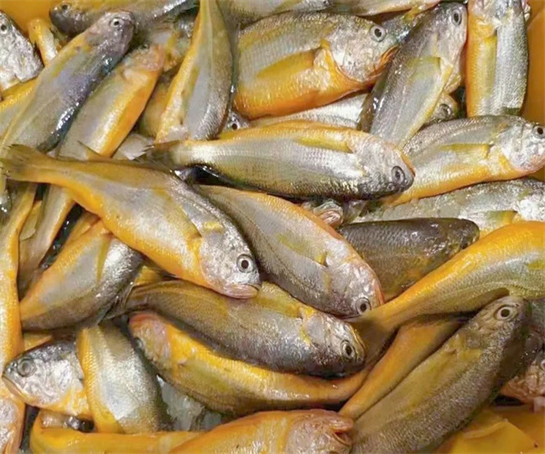 小黄鱼氯霉素检测 小黄鱼重金属检测去哪里做