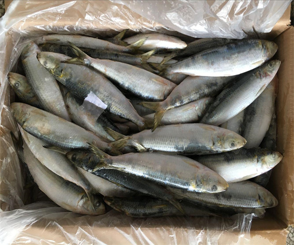 沙丁鱼菌落总数检测 沙丁鱼寄生虫检测多少钱