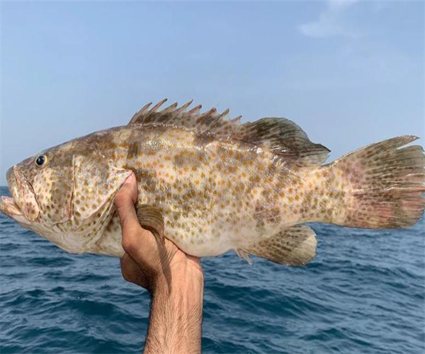 石斑鱼重金属污染检测 石斑鱼营养成分检测中心