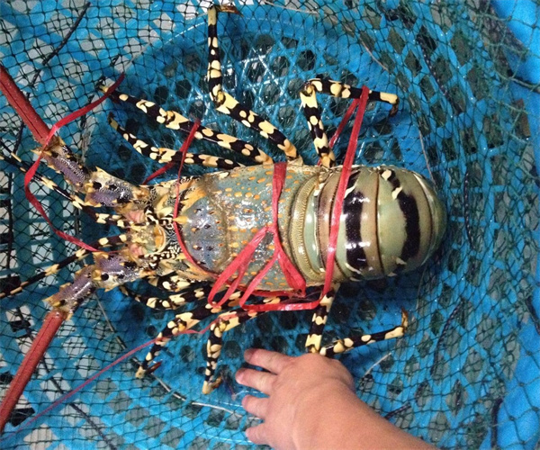 龙虾氯霉素含量检测 龙虾孔雀石绿检测多少钱