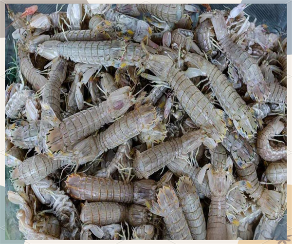 皮皮虾抗生素检测 皮皮虾孔雀石绿检测多少钱