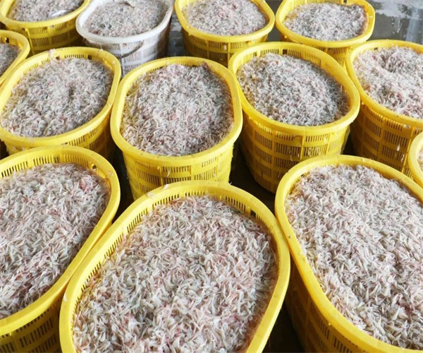 毛虾孔雀石绿检测 毛虾重金属污染检测单位