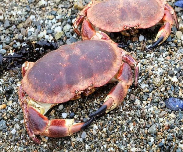 面包蟹重金属检测 面包蟹兽药残留检测去哪里做