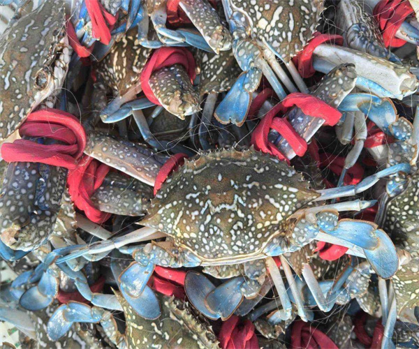 兰花蟹重金属检测 兰花蟹兽药残留检测机构