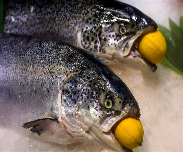 三文鱼重金属检测 三文鱼兽药残留检测多少钱