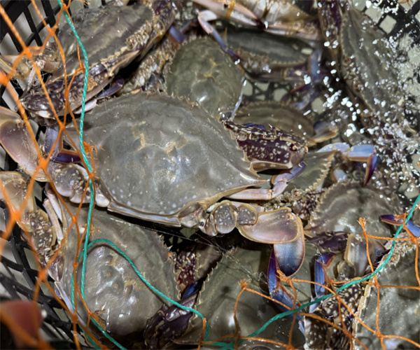 梭子蟹挥发性盐基氮检测 梭子蟹重金属检测中心
