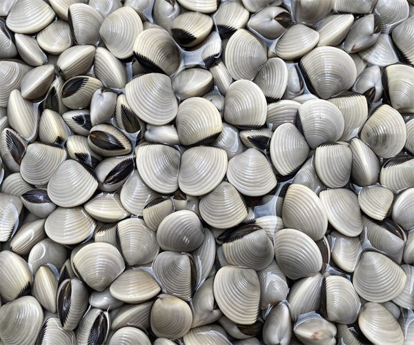 白贝重金属限量检测 白贝兽药残留检测多少钱