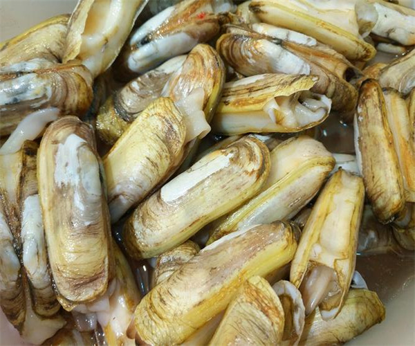 蛏子重金属污染检测 蛏子兽药残留检测中心