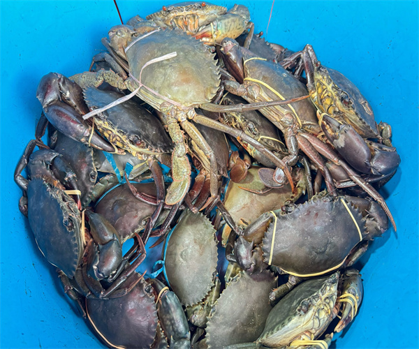 青蟹重金属检测 青蟹兽药残留检测多少钱