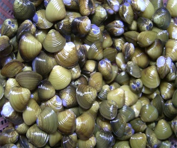 河蚬致病菌检测 河蚬生物毒素检测多少钱