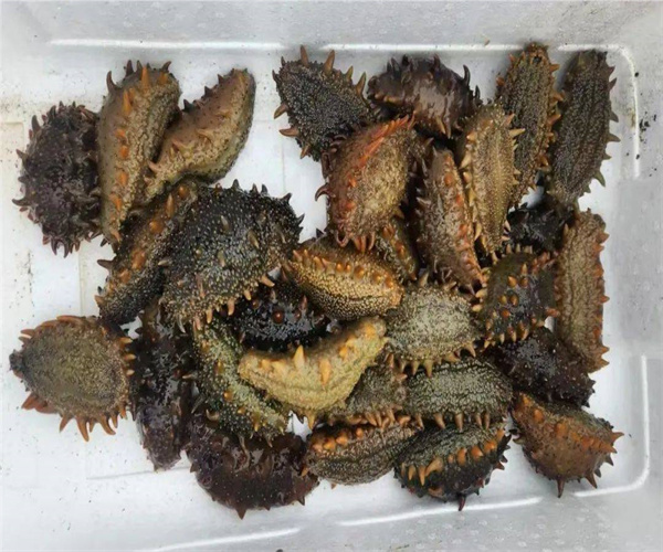 海参酸价检测 海参过氧化值检测单位