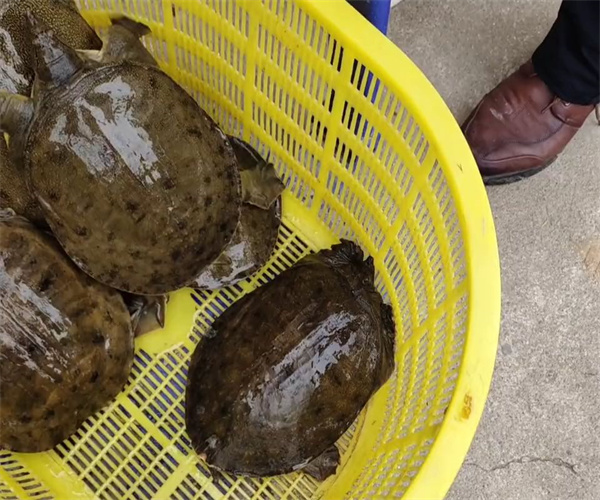 甲鱼蛋白质含量检测 甲鱼脂肪含量检测去哪里做