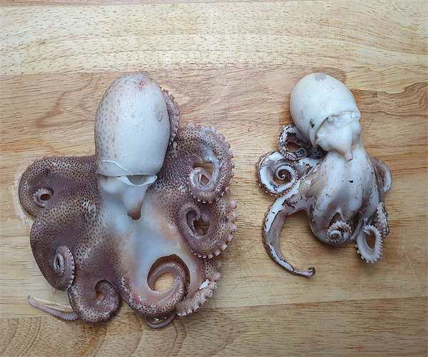 章鱼农药残留检测 章鱼有机磷农药检测多少钱