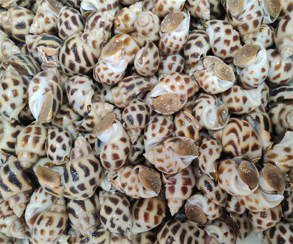 花螺重金属污染检测 花螺禁用药物检测中心